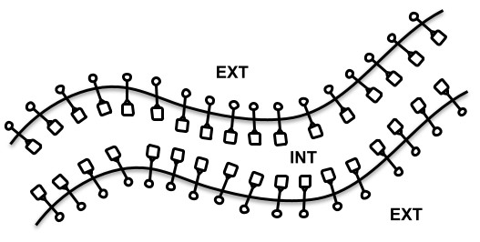 Fig. 2. Cross section of a simple organism with a one-neuron nervous system.