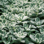 Grammatical and Symbolic thoughts